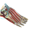 Peroneal Tendon Injury